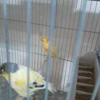 قناری نرو ماده