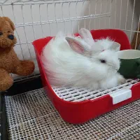 خرگوش لوپ ترکیش اصیل