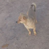 سگ اشپیتز|سگ|رفسنجان, |دیوار