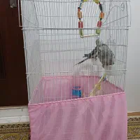 یک جفت نر و ماده عروس هلندی با قفس