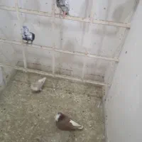 صاده همه رنگ پرشی