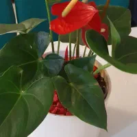 گلدان وبرگ سبز