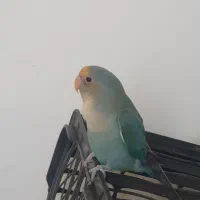 طوطی کوتوله  برزیلی