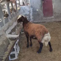 چنتا بره قوچ درجه یک مخصوص داشت