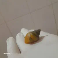 حلزون..یکماهه تاسه چهارماهه سرحال وسالم