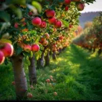 نیازمند کارگر برای سیب چینی
