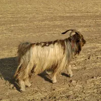 بعده|حیوانات مزرعه|ایذه, |دیوار