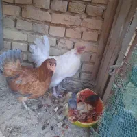 خروس گلین