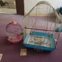 قفس سالم