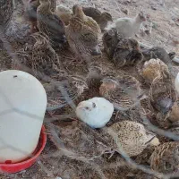 حیوانات مزرعه