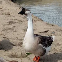 تخم نطفه دار قوغاز افریقایی اصیل