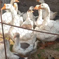 غاز نرو ماده اردک