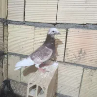 سار نر زیبا و درشت پرشی کفتر همچی تمومه