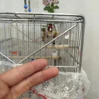 سهره جوجه قفس