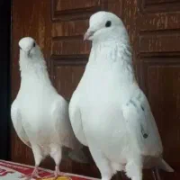 فروش کبوتر بلند پرواز(تهرانی)