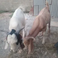 فروش دوعدد گوسفند نر
