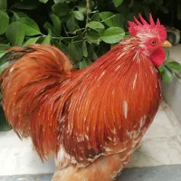 خروش نژاد کوشین(جثه کوچک دارند)
