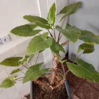 گل بابا آدم