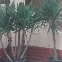 فروش گلوگیاه