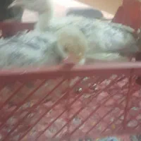 فروش دو تا جوجه بوقلمون محلی زابل دو تاباهم ۲تومن