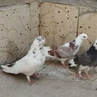 کفتر