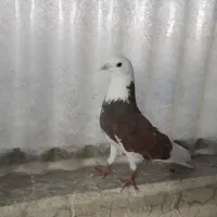 کبوتر پرشی