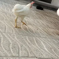 جوجه مرغ و خروس