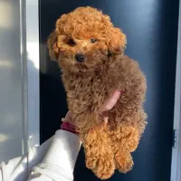 قبول واگذاری