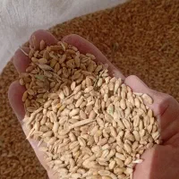 گندم امسال