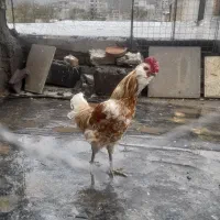 خروس