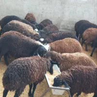 گوسفند زنده پرواری