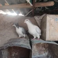 خشرنگ کبوتر