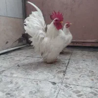 مرغ و خروس چاپنیز چینی مینیاتوری