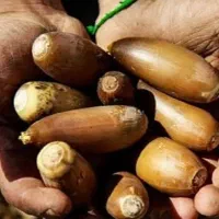 بلوط زاگرس تازه و ارگانیک