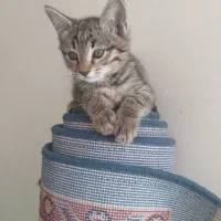 واگذری رایگان بچه گربه