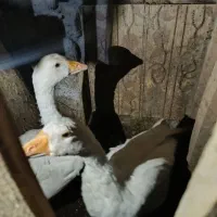 غاز