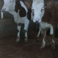 خریدگوساله سیمینتال