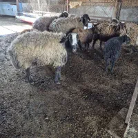 قوچ شال درجه ۱ نژاد اصیل