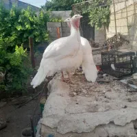 بوقلمون