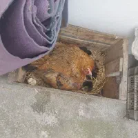 جوجه محلی گردن لخت و پاپر ۷روزه