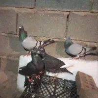 کفتر|پرنده|تربت جام, شهرک آزادگان|دیوار