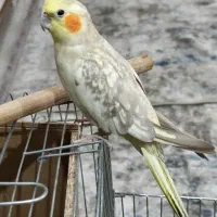عروس هلندی