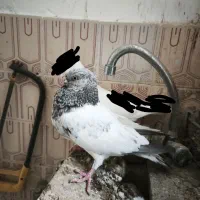 کبوتر فروشی