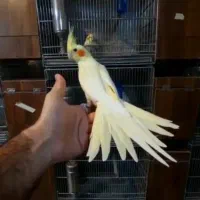 عروس هلندی سالن توییتی