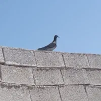 کبوتر پلاکی