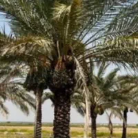 کنه نخل