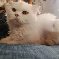 گربه پرشین