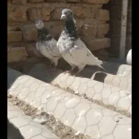 کبوتر