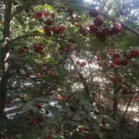 باغ-ویلا-سند-تک-برگ-308-متر-روح-افزا