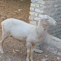 میش لاکن